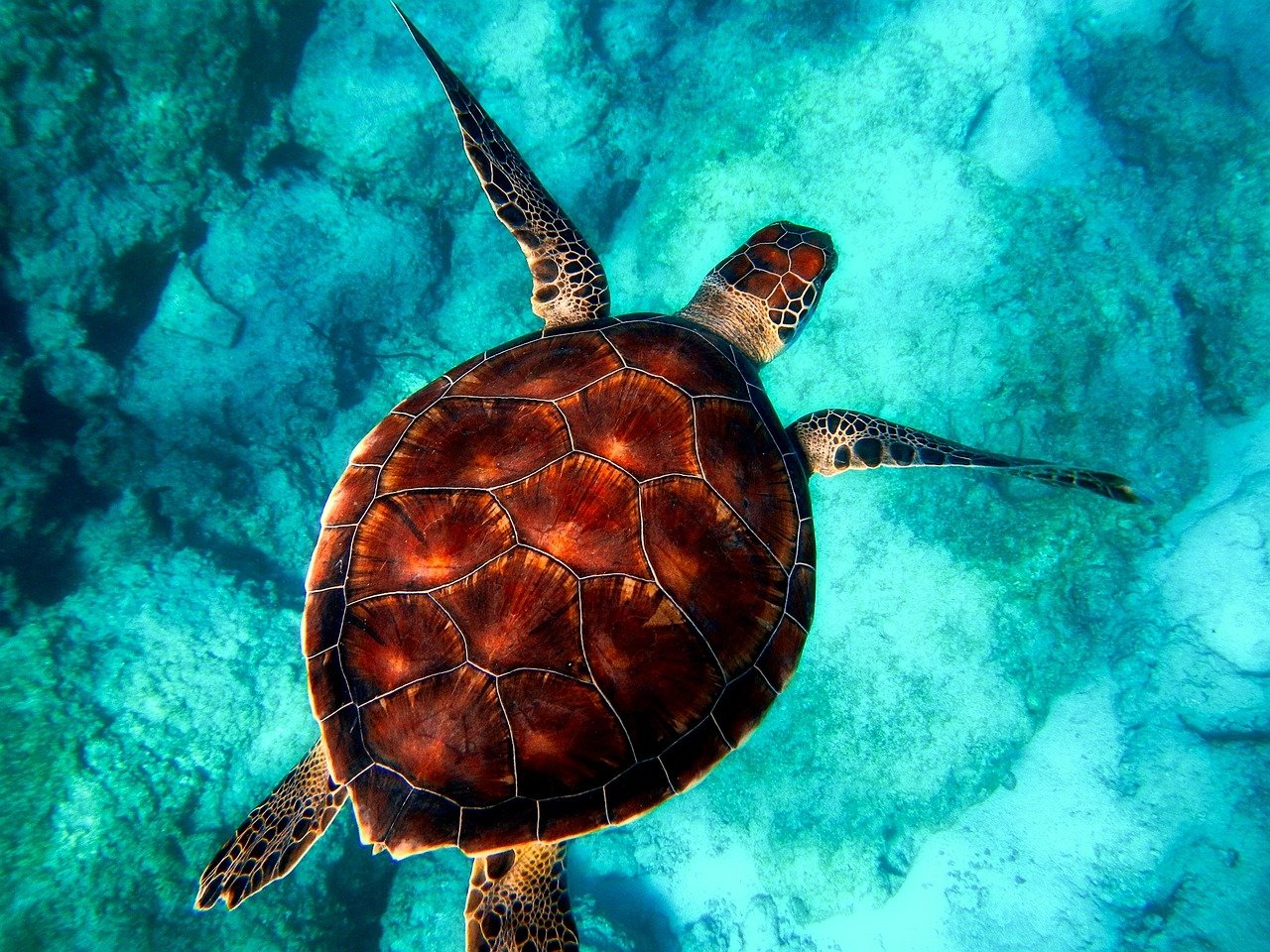 Schlüpfzeit der Iztuzu Strand Schildkröten